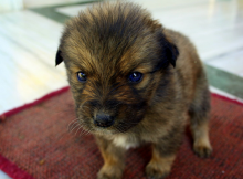 Baby Tibetan Mastiff